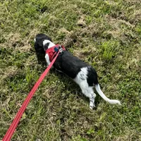 Winnie, a male Miniature Dachshund for sale in Independence, IA – 8 of 8