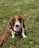 Winston, a male Miniature Dachshund for sale in Independence, IA – 4 of 7