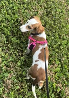 Willow, a female Miniature Dachshund for sale in Independence, IA – 3 of 7