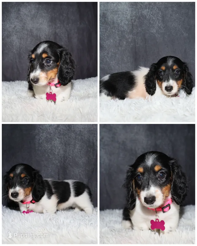Pink collar – Miniature Dachshund puppy for sale in Independence, IA