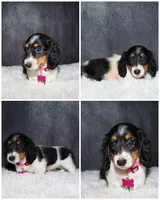 Pink collar, a female Miniature Dachshund for sale in Independence, IA – 1 of 1