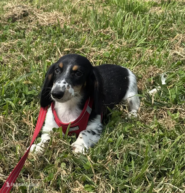 Winnie – Miniature Dachshund puppy for sale in Independence, IA