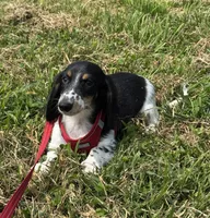 Winnie, a male Miniature Dachshund for sale in Independence, IA – 1 of 8