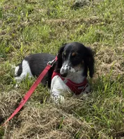 Winnie, a male Miniature Dachshund for sale in Independence, IA – 5 of 8