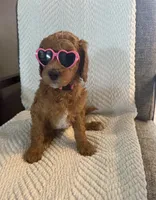 Ms. Pink, a female Goldendoodle for sale in Coeur d'Alene, ID – 2 of 3