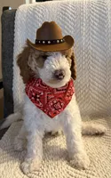 Mr. Blue, a male Goldendoodle for sale in Coeur d'Alene, ID – 3 of 5