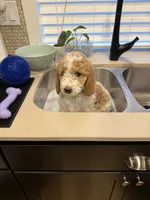 Mr. Blue, a male Goldendoodle for sale in Coeur d'Alene, ID – 5 of 5