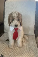 Mr. Blue, a male Goldendoodle for sale in Coeur d'Alene, ID – 1 of 5