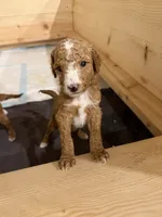 Mr. Green, a male Goldendoodle for sale in Coeur d'Alene, ID – 3 of 3