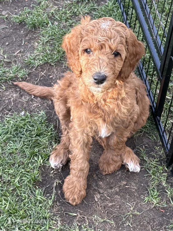 Ms. Pink – Goldendoodle puppy for sale in Coeur d'Alene, ID