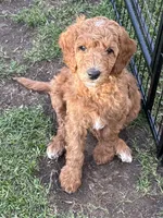Ms. Pink, a female Goldendoodle for sale in Coeur d'Alene, ID – 1 of 3