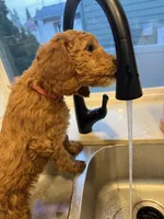 Ms. Pink, a female Goldendoodle for sale in Coeur d'Alene, ID – 3 of 3