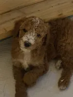 Mr. Green, a male Goldendoodle for sale in Coeur d'Alene, ID – 1 of 3