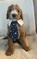 Mr. Green, a male Goldendoodle for sale in Coeur d'Alene, ID – 2 of 3