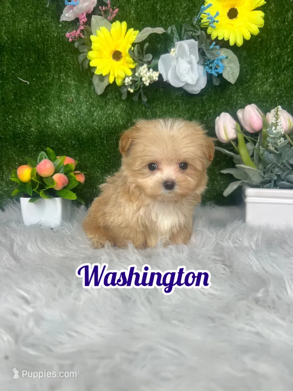 Washington  – Maltipoo puppy for sale in Goldsboro, NC
