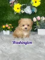 Washington , a male Maltipoo for sale in Goldsboro, NC – 1 of 5