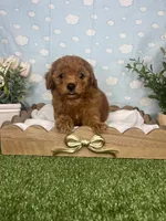 Nolan AKC, a male Poodle - Toy  for sale in Goldsboro, NC – 3 of 4