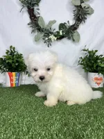 Shaggy, a male Maltese for sale in Goldsboro, NC – 3 of 6