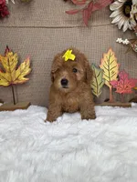 Sussie AKC, a female Poodle - Toy  for sale in Goldsboro, NC – 3 of 5