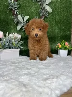 Wes AKC, a male Poodle - Toy  for sale in Goldsboro, NC – 2 of 5