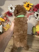 Sam AKC, a male Poodle - Toy  for sale in Goldsboro, NC – 3 of 4