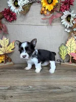 Stephanie AKC, a female Yorkshire Terrier for sale in Goldsboro, NC – 2 of 5