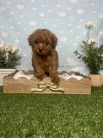 Violet AKC, a female Poodle - Toy  for sale in Goldsboro, NC – 4 of 6