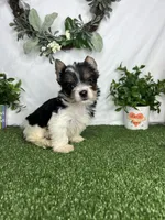 Lily, a female Yorkshire Terrier for sale in Goldsboro, NC – Photo 3 of 4