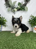 Lily, a female Yorkshire Terrier for sale in Goldsboro, NC – Photo 4 of 4