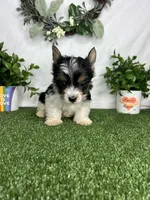 Lily, a female Yorkshire Terrier for sale in Goldsboro, NC – Photo 2 of 4