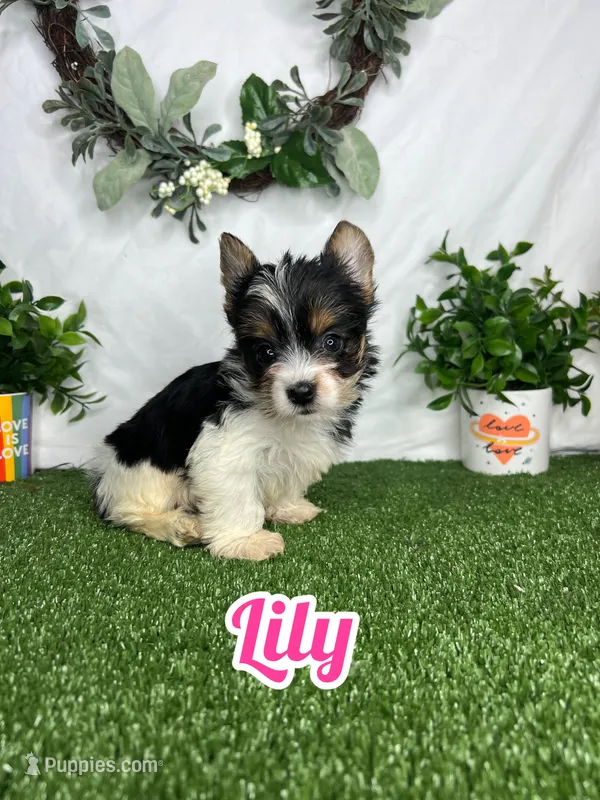 Lily, a female Yorkshire Terrier for sale in Goldsboro, NC – Photo 1 of 4