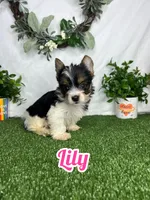 Lily, a female Yorkshire Terrier for sale in Goldsboro, NC – Photo 1 of 4