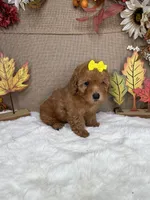 Sussie AKC, a female Poodle - Toy  for sale in Goldsboro, NC – 4 of 5