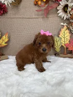 Rossie AKC, a female Poodle - Toy  for sale in Goldsboro, NC – 2 of 4