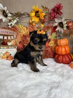 Bella AKC, a female Yorkshire Terrier for sale in Goldsboro, NC – 5 of 5