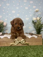 Vera  AKC, a female Poodle - Toy  for sale in Goldsboro, NC – 4 of 5