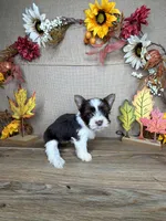 Stephanie AKC, a female Yorkshire Terrier for sale in Goldsboro, NC – 3 of 5