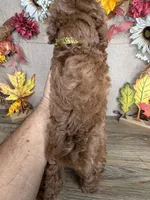 Lucas AKC, a male Poodle - Toy  for sale in Goldsboro, NC – 4 of 5