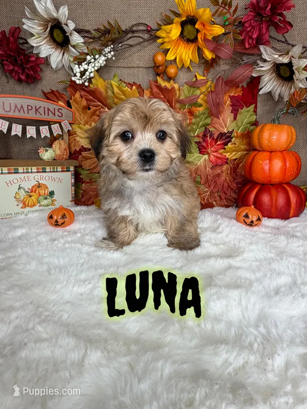 Luna – Morkie puppy for sale in Goldsboro, NC