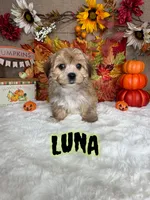 Luna, a female Morkie for sale in Goldsboro, NC – 1 of 3