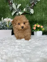 Allen AKc, a male Poodle - Toy  for sale in Goldsboro, NC – 2 of 5