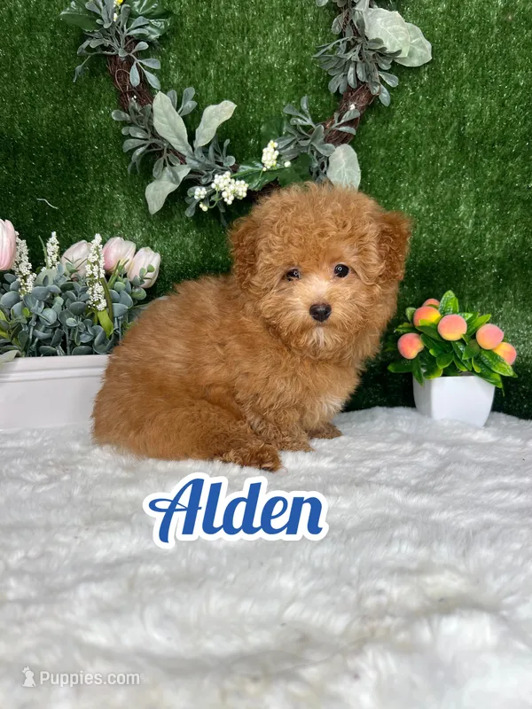 Alden AKC – Poodle - Toy  puppy for sale in Goldsboro, NC