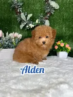 Alden AKC, a female Poodle - Toy  for sale in Goldsboro, NC – 1 of 5