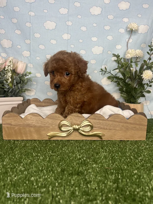 Wes AKC – Poodle - Toy  puppy for sale in Goldsboro, NC