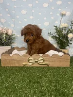 Wes AKC, a male Poodle - Toy  for sale in Goldsboro, NC – 1 of 4