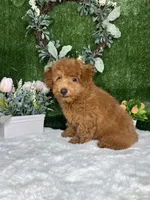Wes AKC, a male Poodle - Toy  for sale in Goldsboro, NC – 4 of 5
