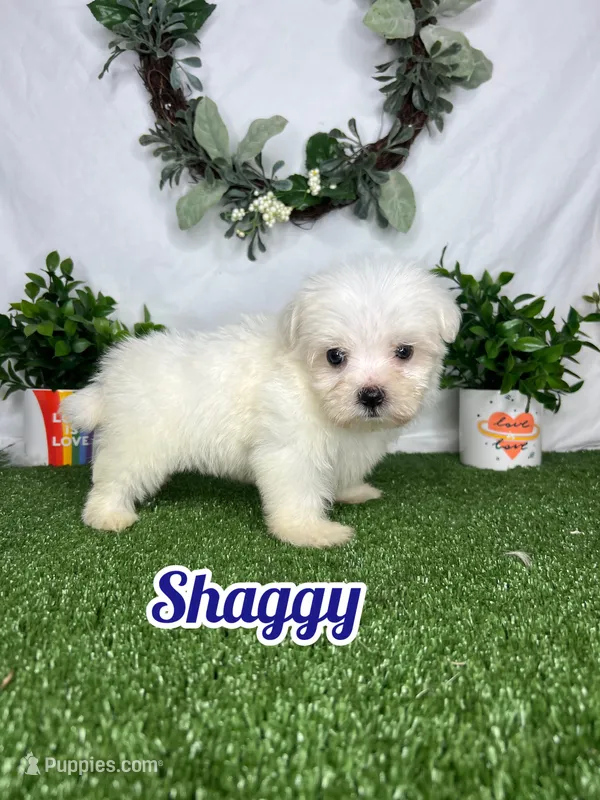 Shaggy – Maltese puppy for sale in Goldsboro, NC