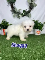 Shaggy, a male Maltese for sale in Goldsboro, NC – 1 of 6
