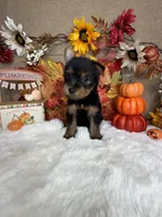 Frank AKC, a male Yorkshire Terrier for sale in Goldsboro, NC – 3 of 4