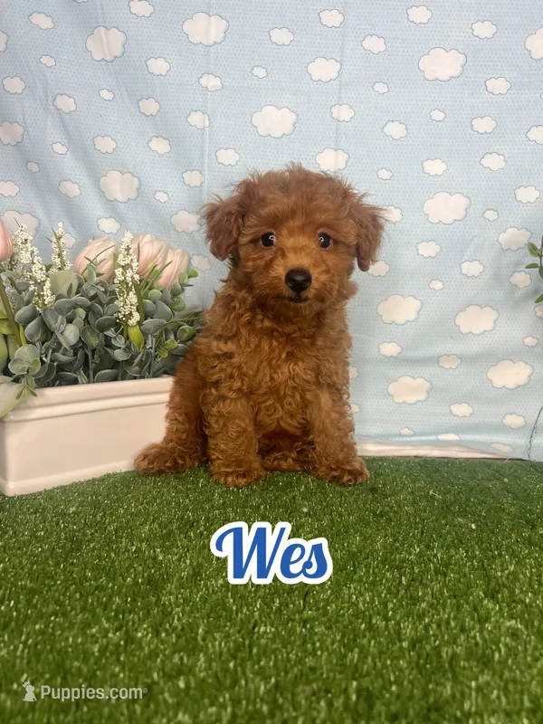 Wes AKC – Poodle - Toy  puppy for sale in Goldsboro, NC